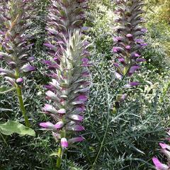 Paznehtník ostnitý - Acanthus spinosus