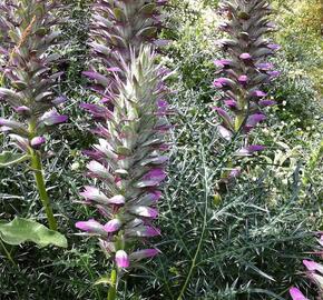 Paznehtník ostnitý - Acanthus spinosus