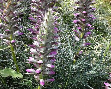 Paznehtník ostnitý