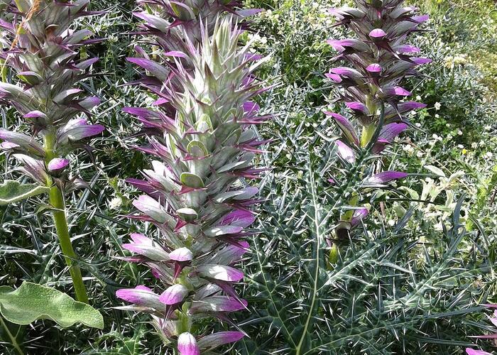 Paznehtník ostnitý - Acanthus spinosus