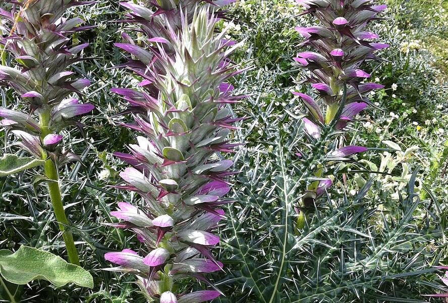Paznehtník ostnitý - Acanthus spinosus