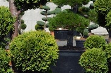 Cypřišek Lawsonův