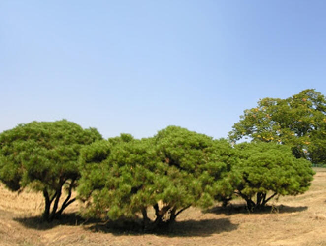 Borovice černá 'Brepo Pierrick Bregeon' - Pinus nigra 'Brepo Pierrick Bregeon'