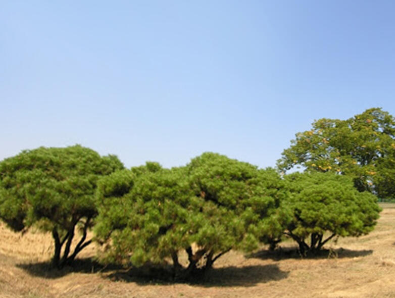 Borovice černá 'Brepo Pierrick Bregeon' - Pinus nigra 'Brepo Pierrick Bregeon'