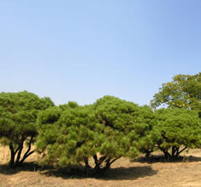 Borovice černá 'Brepo Pierrick Bregeon'