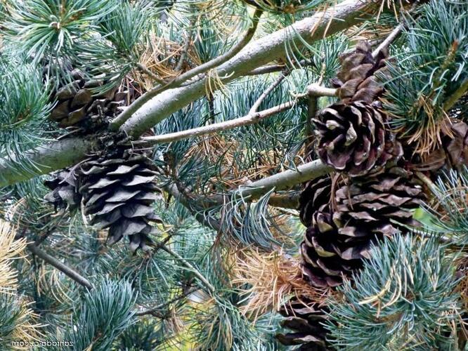 Borovice malokvětá 'Nisbeth' - Pinus parviflora 'Nisbeth'