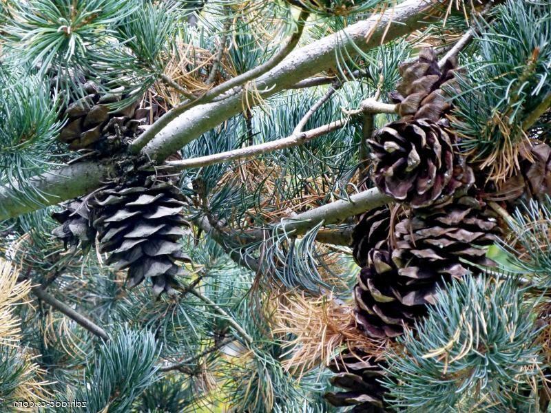 Borovice malokvětá 'Nisbeth' - Pinus parviflora 'Nisbeth'