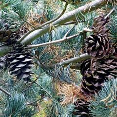 Borovice malokvětá 'Nisbeth' - Pinus parviflora 'Nisbeth'