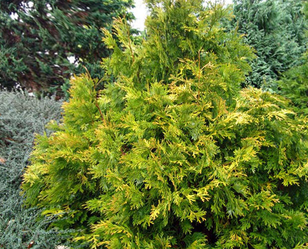 Zeravinec japonský 'Aurea' - Thujopsis dolabrata 'Aurea'