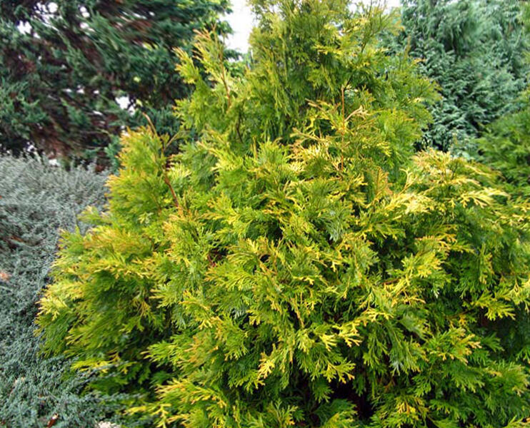 Zeravinec japonský 'Aurea' - Thujopsis dolabrata 'Aurea'