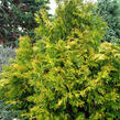 Zeravinec japonský 'Aurea' - Thujopsis dolabrata 'Aurea'