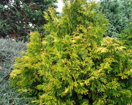 Zeravinec japonský 'Aurea'