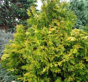 Zeravinec japonský 'Aurea' - Thujopsis dolabrata 'Aurea'