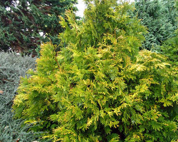 Zeravinec japonský 'Aurea'