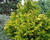 Zeravinec japonský 'Aurea'