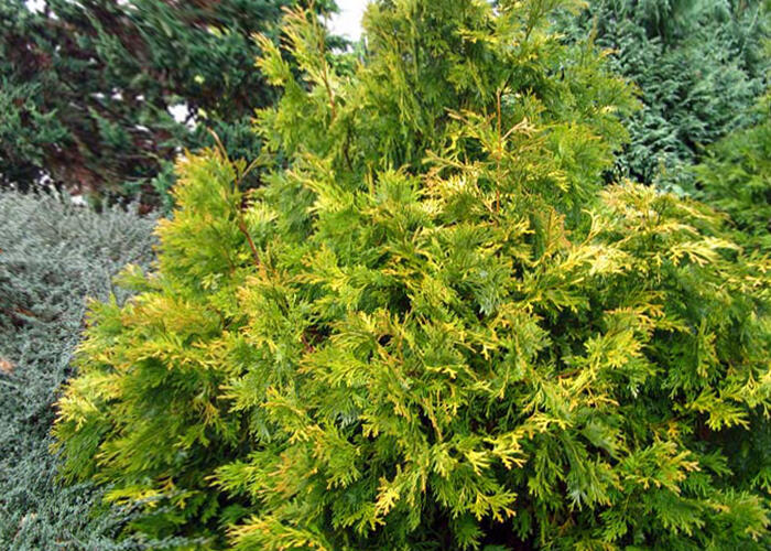 Zeravinec japonský 'Aurea' - Thujopsis dolabrata 'Aurea'