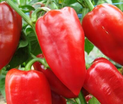 Rajče balkonové převislé 'SU 213' - Lycopersicon lycopersicum 'SU 213'