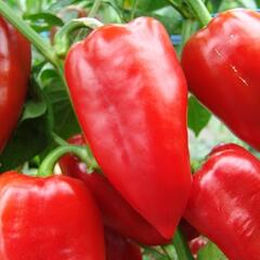 Rajče balkonové převislé 'SU 213' - Lycopersicon lycopersicum 'SU 213'