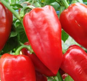 Rajče balkonové převislé 'SU 213'