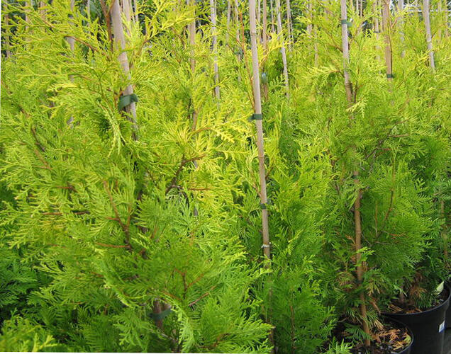 Zerav, túje západní 'Tip Top' - Thuja occidentalis 'Tip Top'