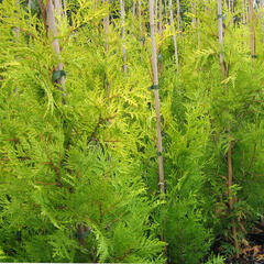 Zerav, túje západní 'Tip Top' - Thuja occidentalis 'Tip Top'