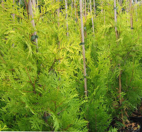 Zerav, túje západní 'Tip Top' - Thuja occidentalis 'Tip Top'