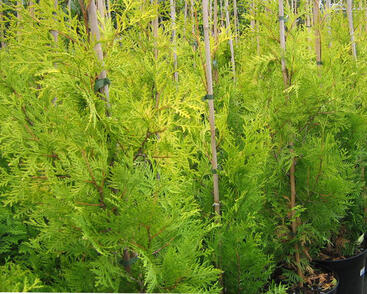 Túje, zerav západní 'Tip Top'