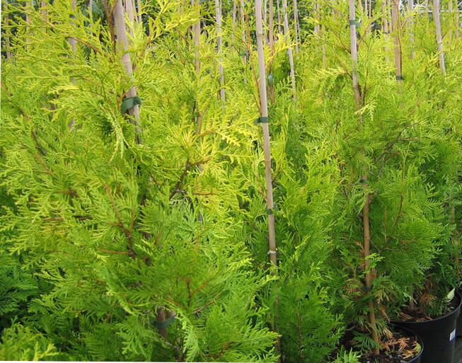 Túje, zerav západní 'Tip Top' - Thuja occidentalis 'Tip Top'