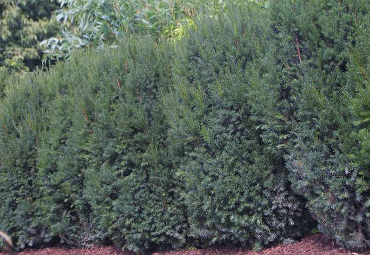 Tis prostedn 'Strait Hedge' - Taxus media 'Strait Hedge' | Zahradnictv  FLOS