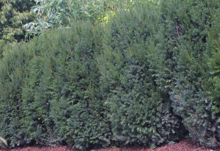 Tis prostřední 'Strait Hedge' - Taxus media 'Strait Hedge'
