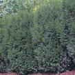 Tis prostřední 'Strait Hedge' - Taxus media 'Strait Hedge'