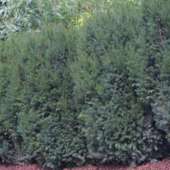 Tis prostřední 'Strait Hedge' - Taxus media 'Strait Hedge'