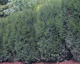 Tis prostřední 'Strait Hedge'