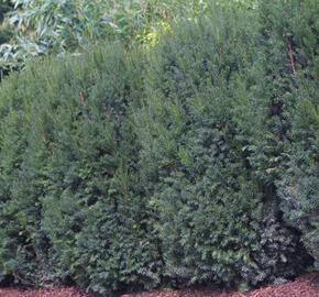 Tis prostřední 'Strait Hedge' - Taxus media 'Strait Hedge'