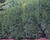 Tis prostřední 'Strait Hedge'