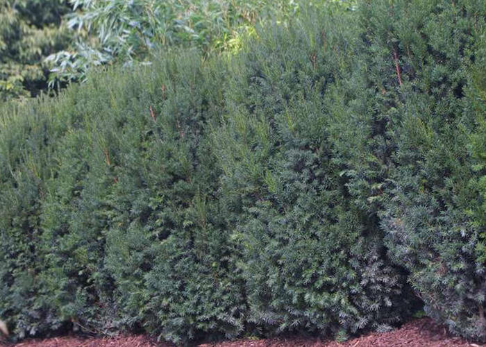 Tis prostřední 'Strait Hedge' - Taxus media 'Strait Hedge'