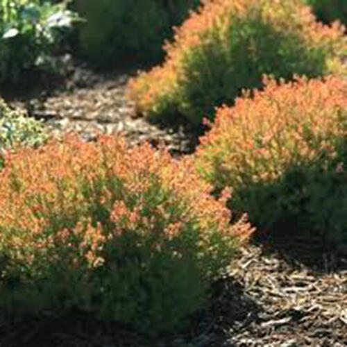 Túje, zerav západní 'Anniek' - Thuja occidentalis 'Anniek'