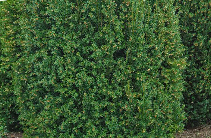 Tis červený 'Overeynderi' - Taxus baccata 'Overeynderi'