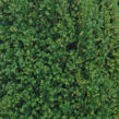 Tis červený 'Overeynderi' - Taxus baccata 'Overeynderi'
