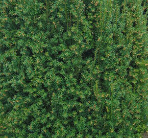 Tis červený 'Overeynderi' - Taxus baccata 'Overeynderi'