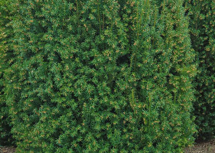 Tis červený 'Overeynderi' - Taxus baccata 'Overeynderi'
