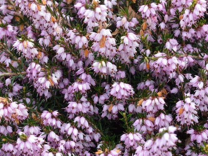 Vřesovec darlejský 'Ghost Hills' - Erica darleyensis 'Ghost Hills'