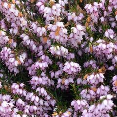 Vřesovec darlejský 'Ghost Hills' - Erica darleyensis 'Ghost Hills'