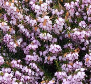 Vřesovec darlejský 'Ghost Hills' - Erica darleyensis 'Ghost Hills'