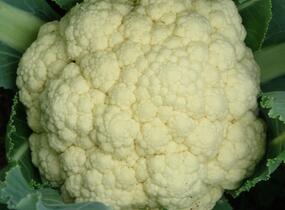 Květák raný 'Beta' - Brassica oleracea var. botrytis 'Beta'