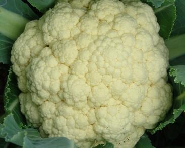 Květák raný 'Beta'