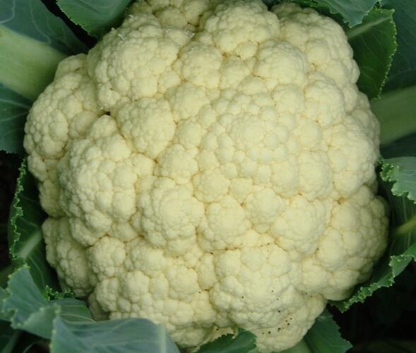 Květák ranný 'Beta' - Brassica oleracea var. botrytis 'Beta'