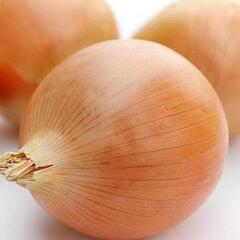 Cibule obří 'Globo' - Allium cepa 'Globo'