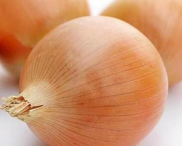 Cibule kuchyňská, žlutá poloranná 'Globo'