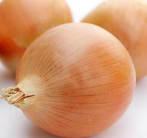 Cibule kuchyňská, žlutá poloranná 'Globo' - Allium cepa 'Globo'